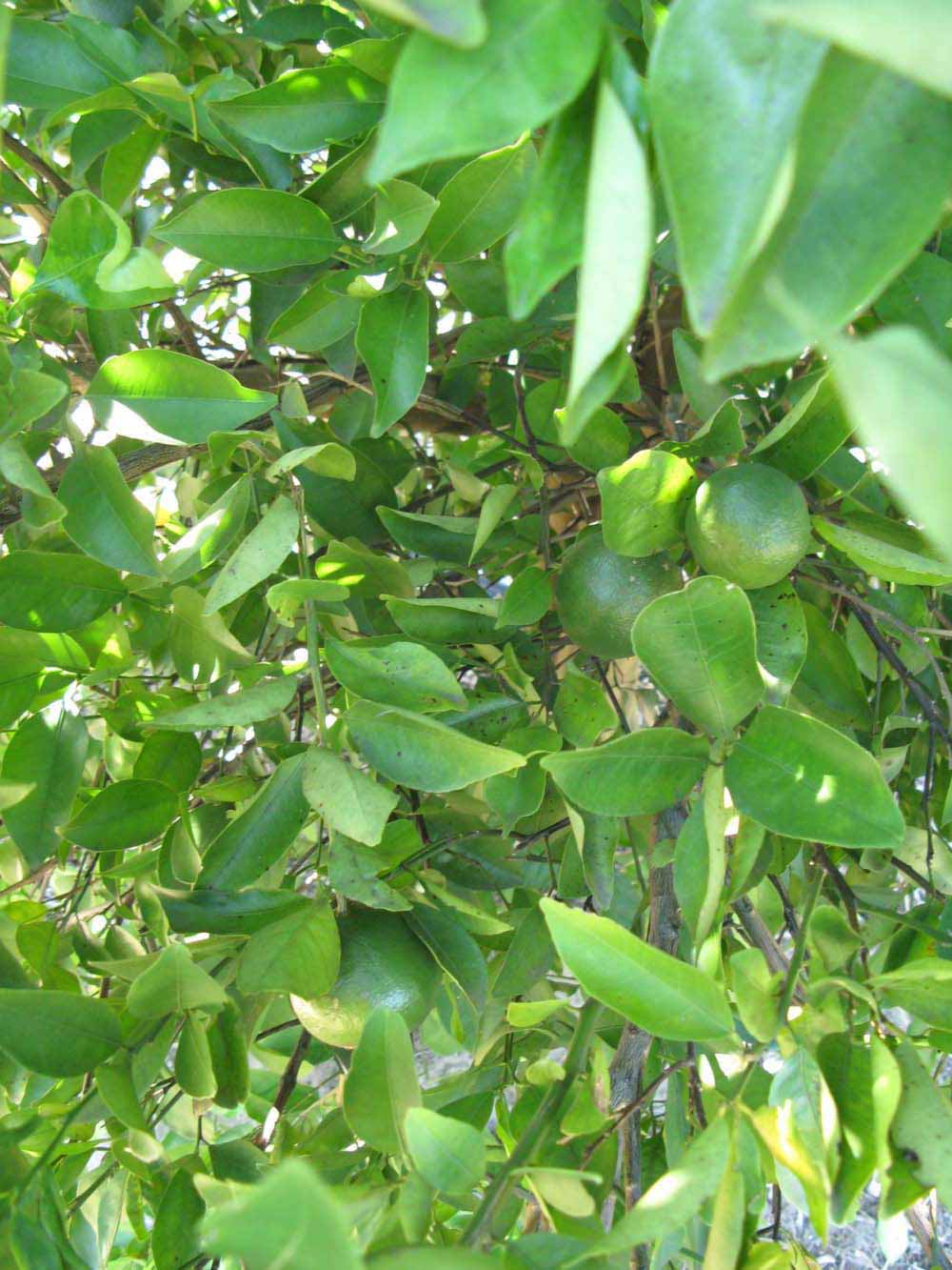              Shade leaves (Winter Haven, FL)       